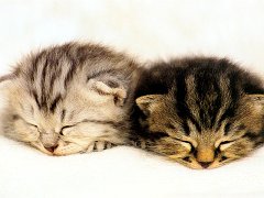 Gatti (18)